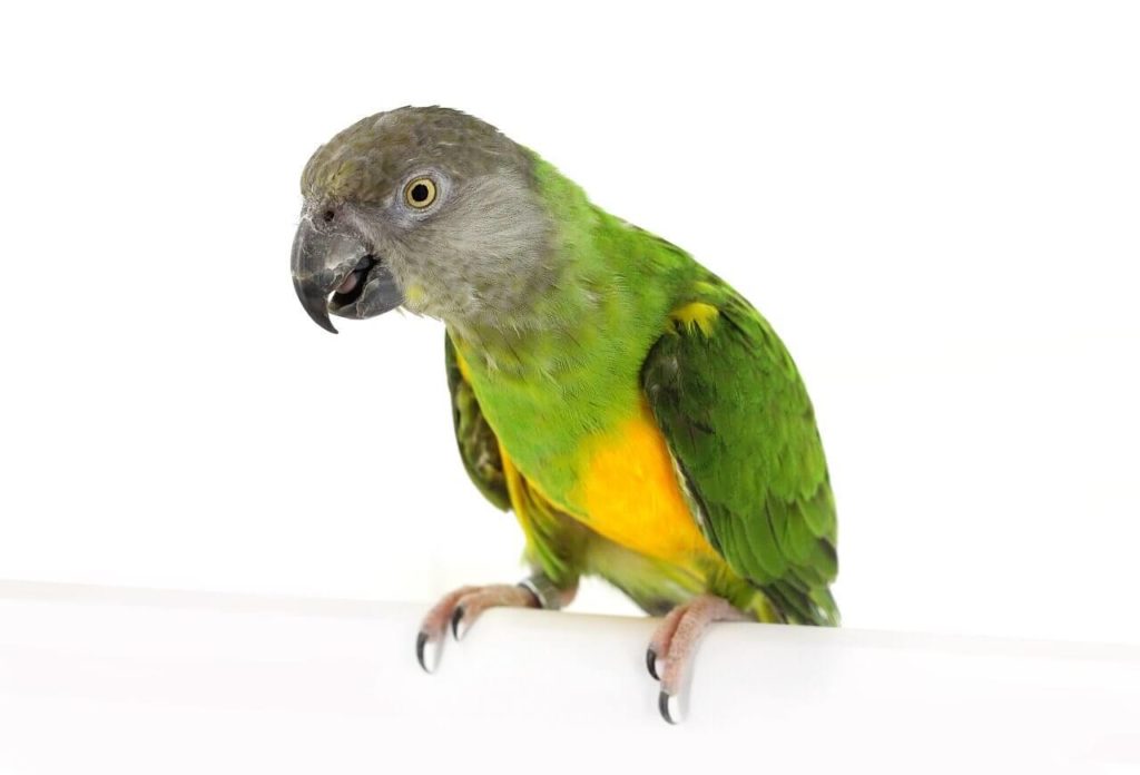 8 Quietest Birds To Keep As Apartment Pets The Quietest